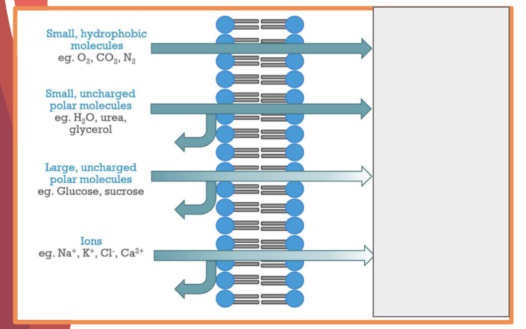 <p>what is the permeability of the following</p><p></p>