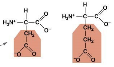 <p>what characteristic and what do they attract</p>