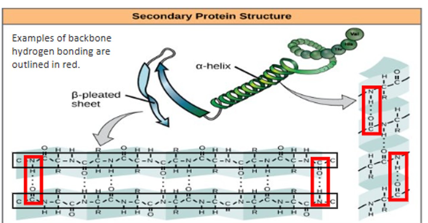 <p>- occurs as the protein begins to fold</p><p>- no R groups involved</p><p>- protein is not active yet</p>
