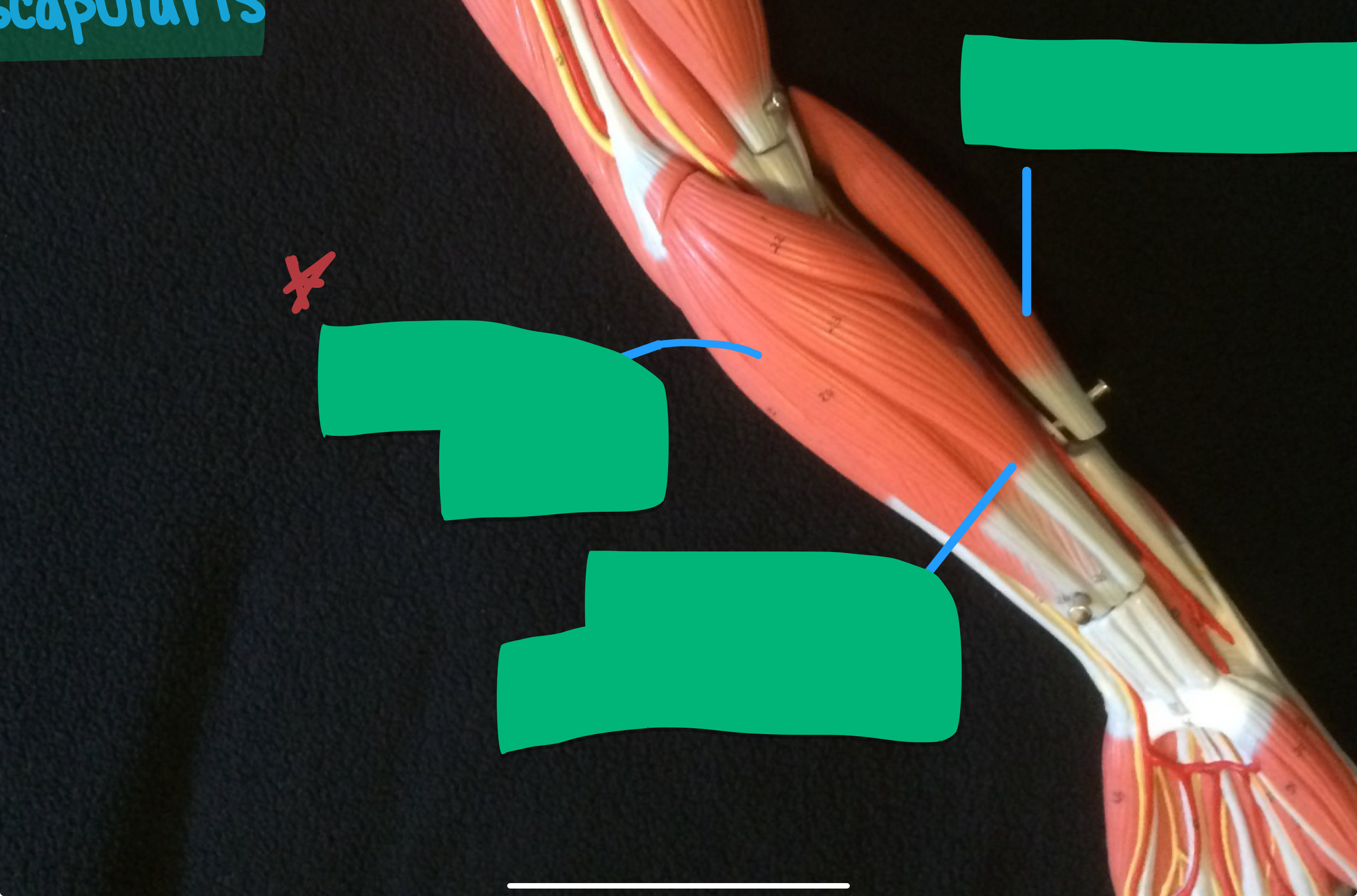 knowt flashcard image
