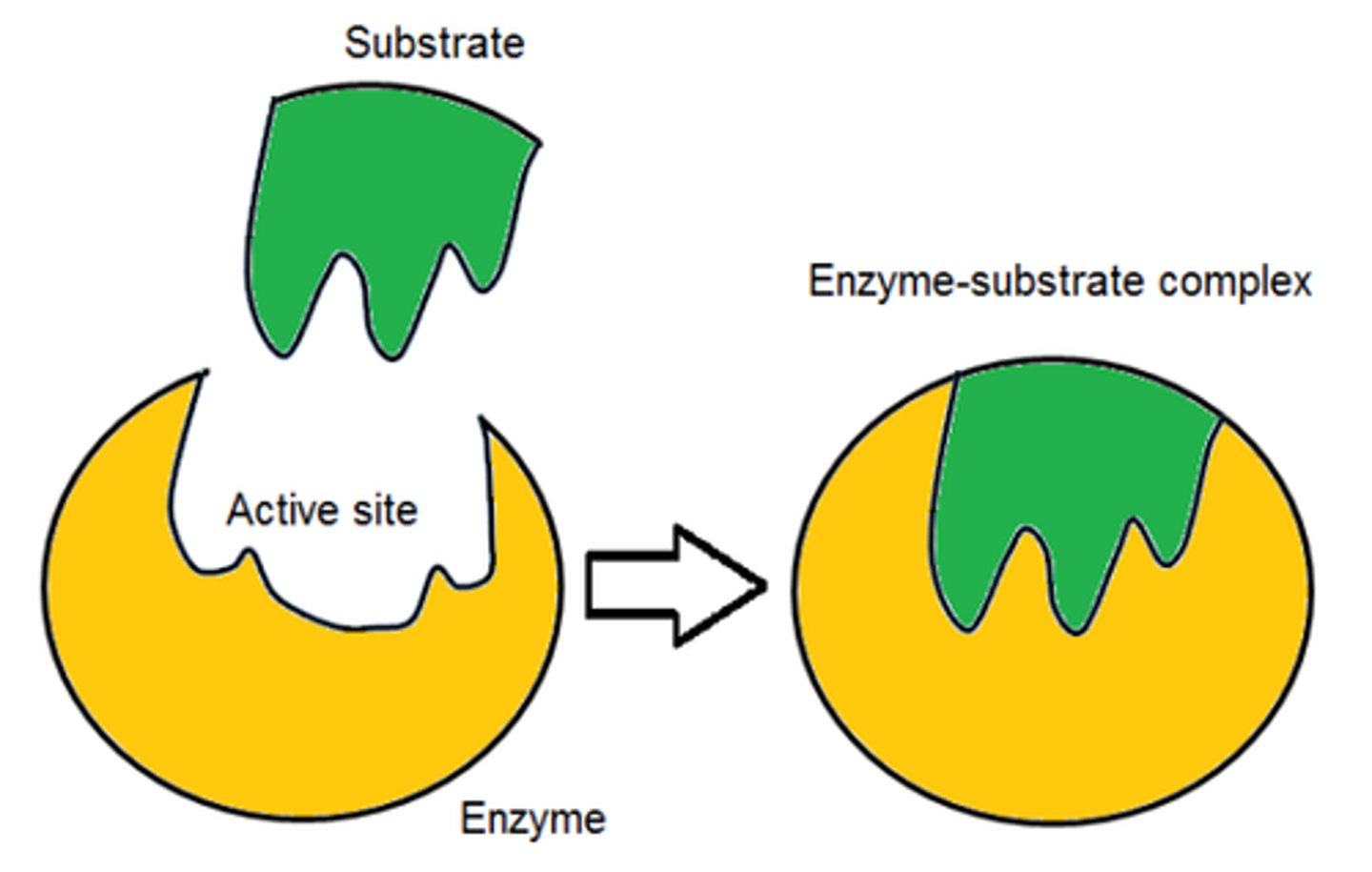 <p>1. Substrate binds to the active site of an enzyme</p><p>2. Active site changes shape slightly</p><p>3. So that it is now complementary to substate</p>