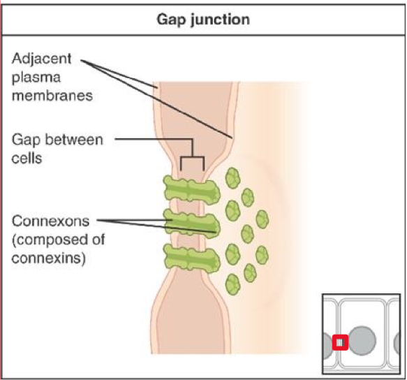 <p>allow communication between cells</p>