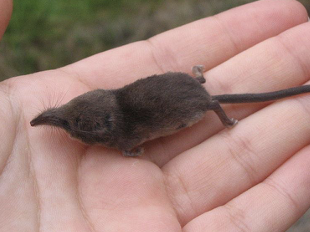 <p>dwarf shrew</p>