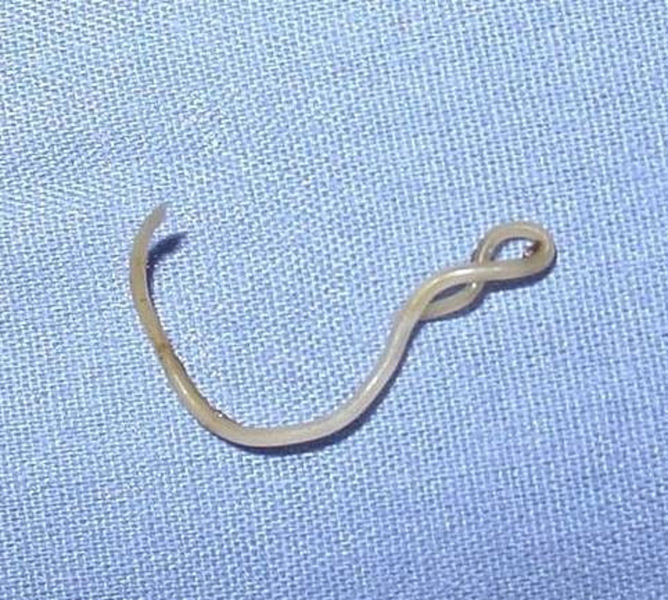 <p>What is this parasite is this if it is from a dog</p>
