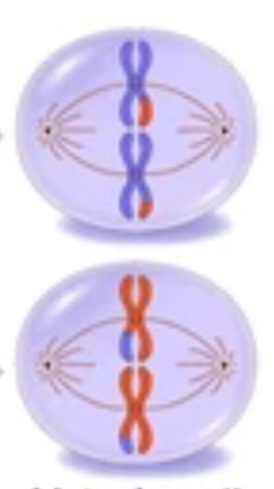 <p>Metaphase II</p>