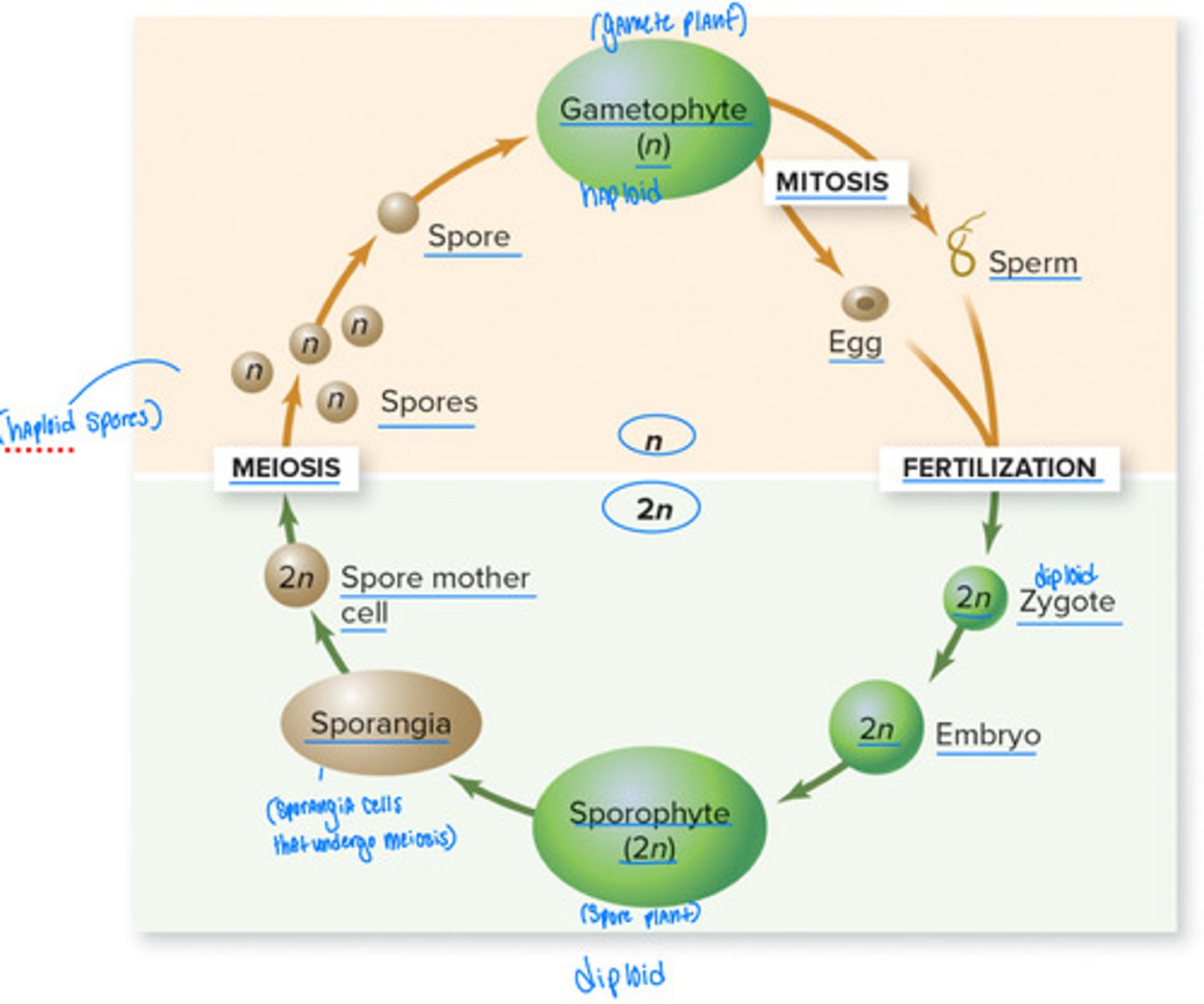 <p>Review: Alternation of Generations</p><p>• Sporophyte ( big leafy part / undergoes meiosis ) ( creates spores ( 1n )= spore plant</p><p>• Sporangia cells undergo meiosis</p><p>• Produces haploid spores</p><p>• Gametophyte ( dominant generation in bryophytes ) = gamete plant</p><p>• Produces gametes</p><p>• Names tell you the reproductive</p><p>cells each generation produces</p>