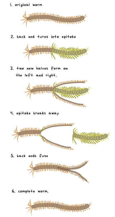 <p>Epitoky is a reproductive phenomenon in certain polychaetes where a portion of the worm transforms into a specialized free-swimming form (epitoke), often for breeding purposes. </p>
