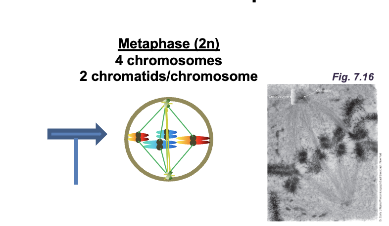 <p>Metaphase </p><ul><li><p>All DNA molecules are aligned at the EQUATOR (METAPHASE plate) </p></li><li><p>Sister chromatids are attached to OPPOSITE POLES </p></li></ul><p></p>