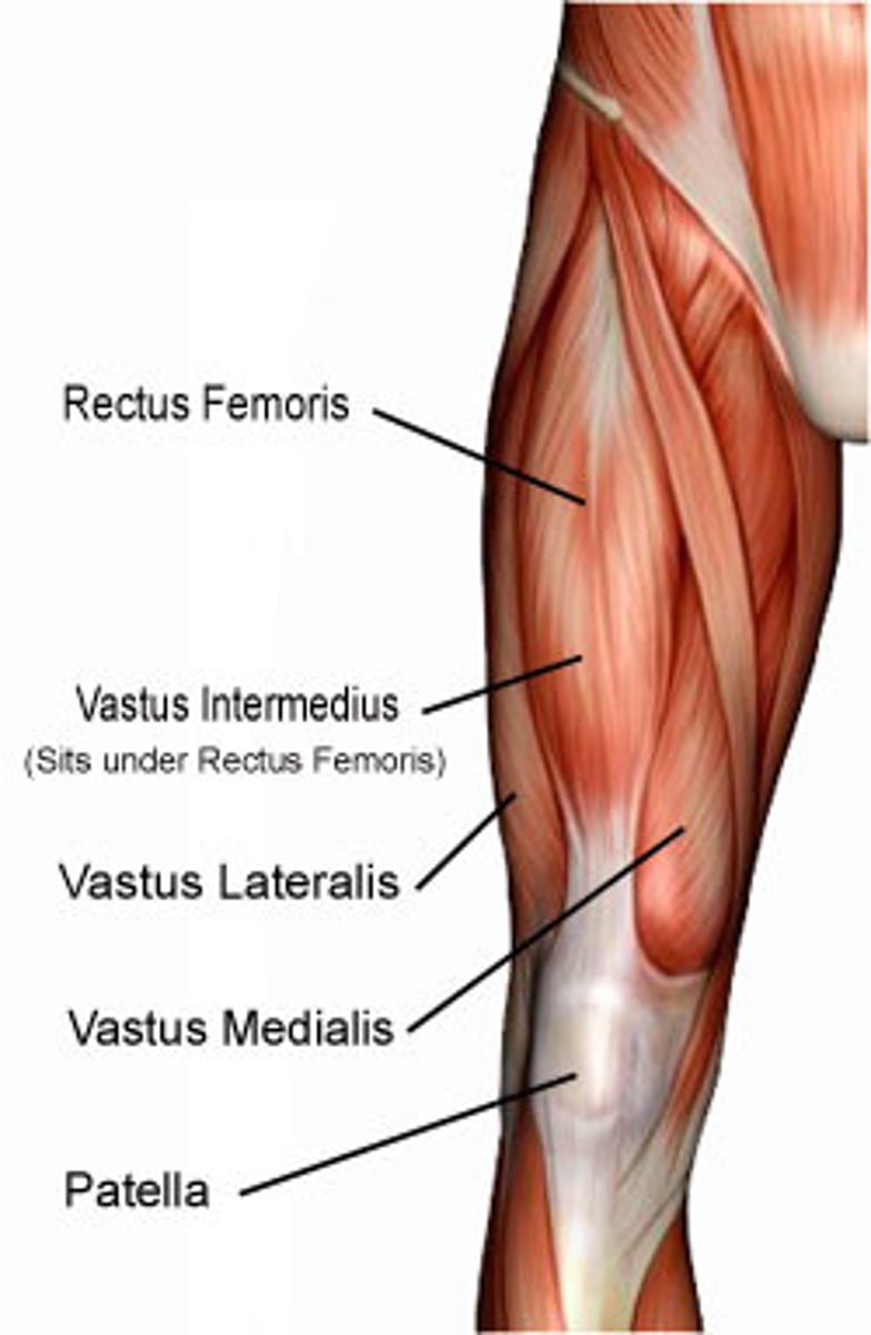 <p>-Origin Combined rectus: femoris and vastus muscles</p><p>-Insertion: Tibial tuberosity</p><p>-Nerve: Femoral nerve</p><p>-Actions</p><p>=Knee extension</p><p>=Hip flexion (Rectus femoris only)</p>
