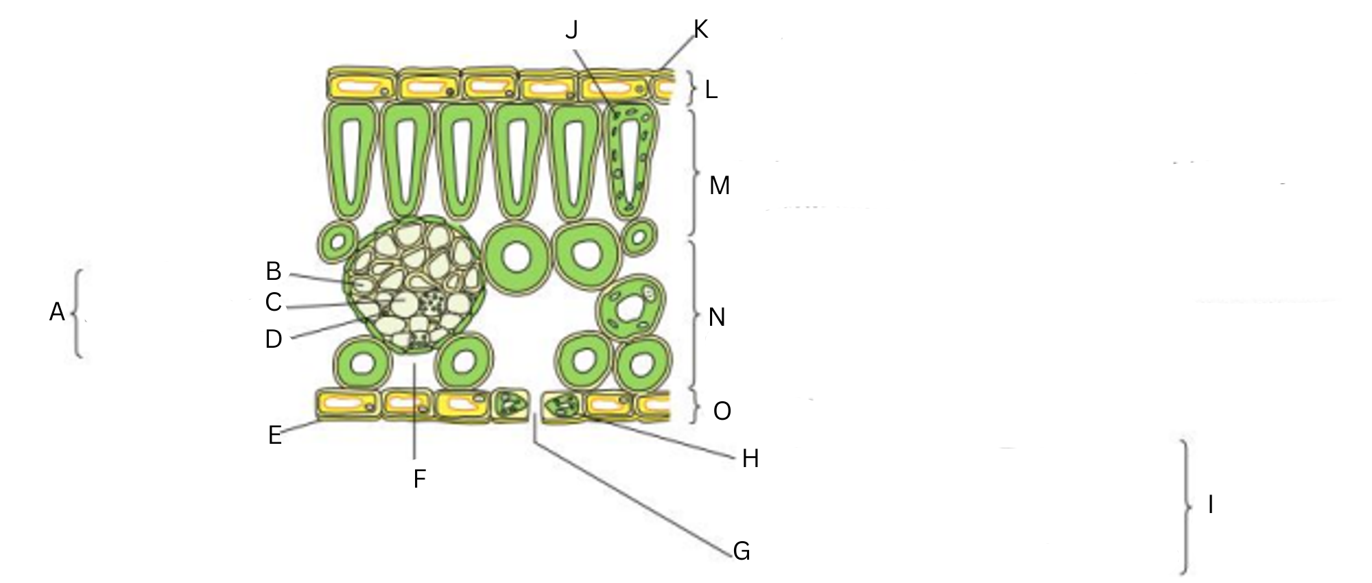 <p>Label this diagram (15)</p>