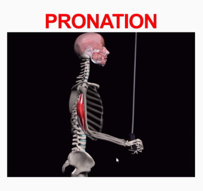 <p>Pronation</p>