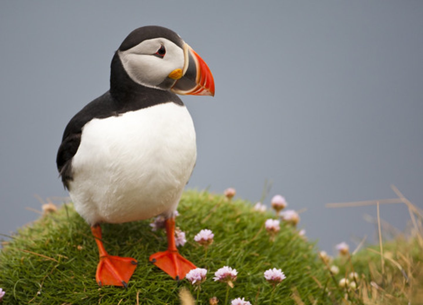 <p>The decline in the populations of some species has been caused by the over-exploitation of their food by humans</p><p>Puffins have declined because sandeels have been over-fished.</p>