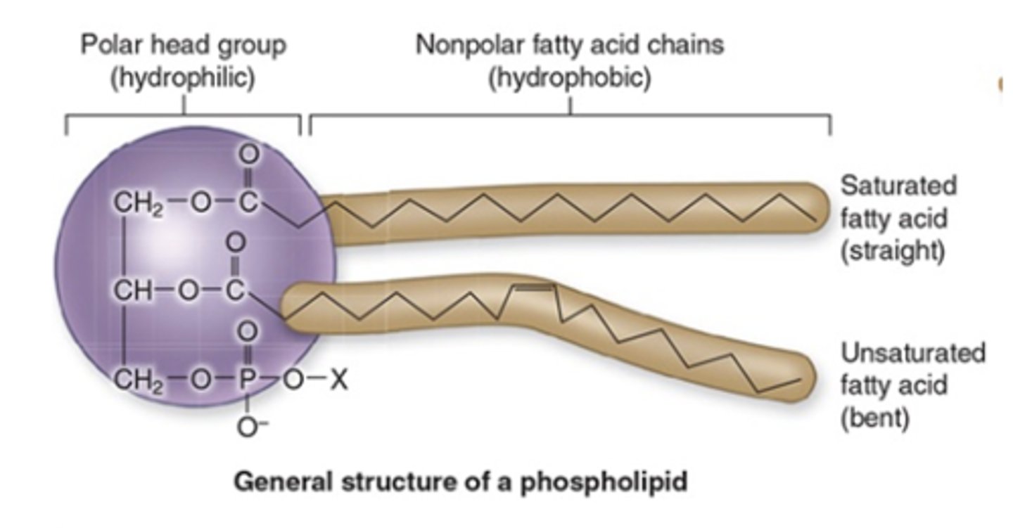 <p>What type of molecule is a phospholipid?</p>