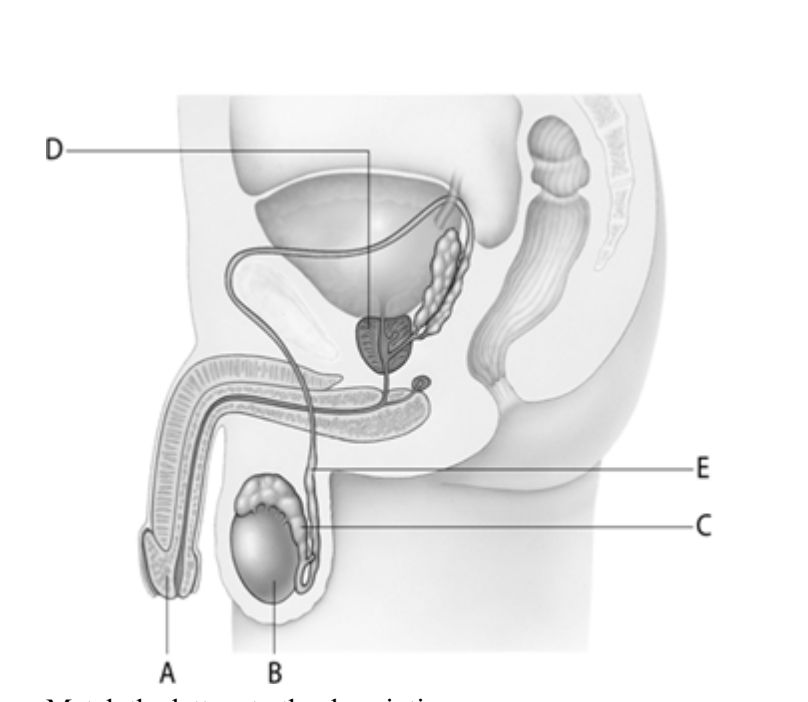 <p>Sperm are stored to allow for maturation in the structure at letter ____.</p>