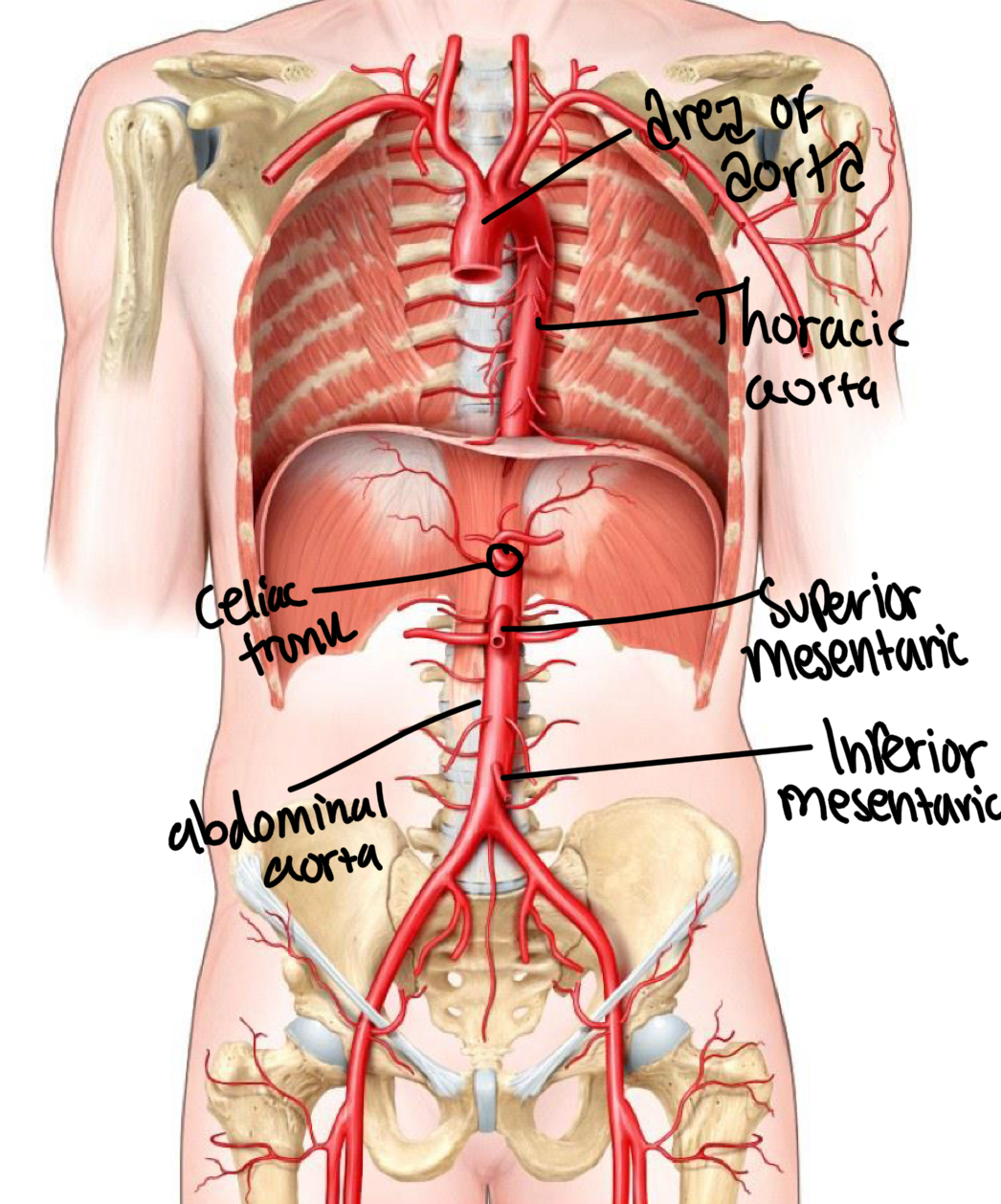 knowt flashcard image
