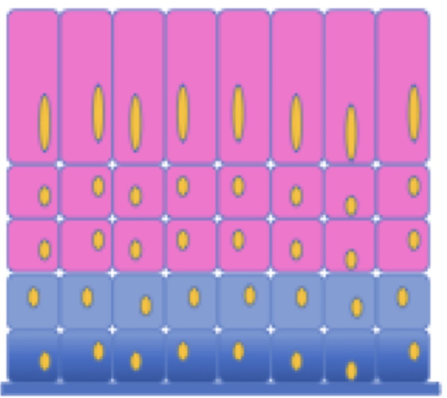<p>Using the top layer of cells (shape and formation)</p><p>E.g Stratified columnar epithelium</p>