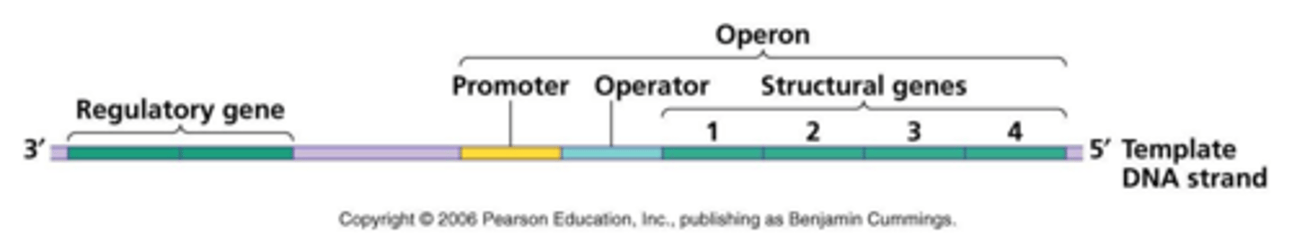 <p>WHAT is the DNA segment where RNA polymerase attaches to begin transcription.</p>