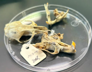 <p>Eastern Woodrat</p><p>Cricetidae</p><p><em>Neotoma floridana</em></p>