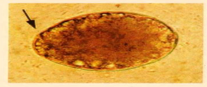 <p>Egg of?</p>