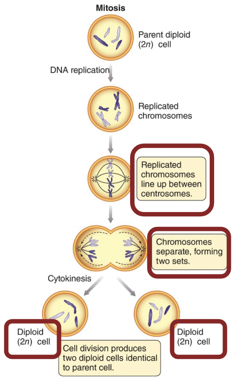 <ul><li><p>Basic cell division: <strong><em>copying of one nucleus into two nuclei</em></strong></p></li><li><p>Followed by <strong><em>cytokinesis</em></strong> to produce <strong><em>two identical cells from one original cell</em></strong></p></li></ul><p></p>