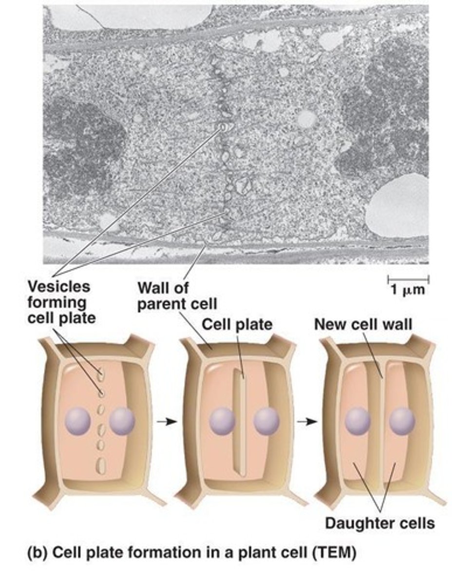 <p>A structure formed during cytokinesis that develops into the plasma membrane and cell wall.</p>