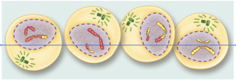 <p><span>Cytokinesis II (Meiosis)</span></p>