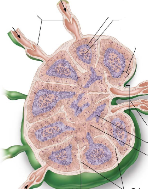 <p>regions of the lymph nodes?</p>