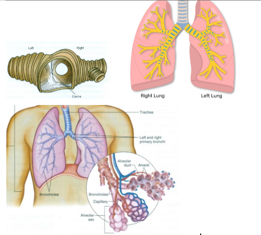 <p><span><span>The glottal opening at the vocal cords in the larynx is the narrowest part of the adult airway </span></span></p><p><span><span>The cricoid ring is the narrowest part of the pediatric </span></span>airway</p><p><span><span>The trachea bifurcates into the right and left bronchi </span></span></p><p><span><span>The carina is located at this bifurcation and will initiate and strong cough reflex if an object passes through the&nbsp;</span></span>larynx</p><p><span><strong><span>The right bronchus is where foreign objects are more commonly directed toward the right lung </span></strong></span></p><p><span><strong><span>The left bronchus is more that twice as long as the right bronchus and diverges more from the trachea </span></strong></span></p><p><span><strong><span>Bronchioles are a continued division of the bronchi</span></strong></span></p><p><span><span>Alveolar sacs “pouch” to form thin-walled alveoli </span></span></p><p><span><span>The exchange between air and blood takes place in the 300 million alveoli</span></span></p>