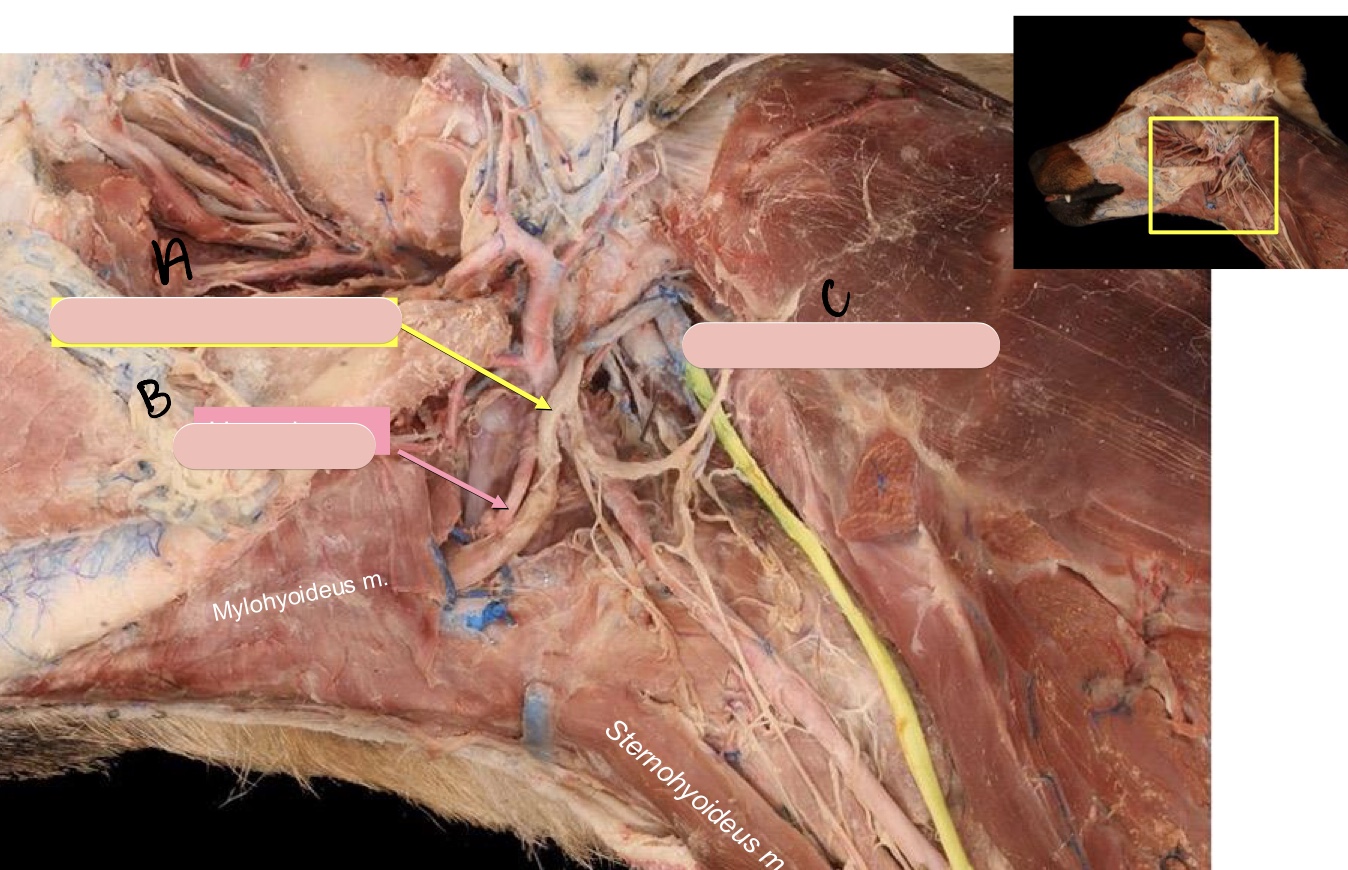<p>Name the structure(s) indicated by a, b, and c.</p>