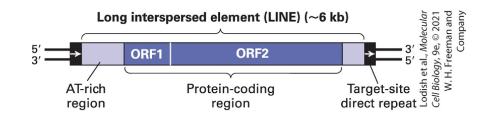 <ul><li><p>900,000 of these in our genome - represents abt 21% of it </p><ul><li><p>these are the most common retrotransposons</p></li></ul></li></ul><p></p><ul><li><p>contain two open reading frames</p><ul><li><p>ORF1</p><ul><li><p>for <em>RNA binding</em></p></li></ul></li><li><p>ORF2</p><ul><li><p>encodes a <strong>reverse transcriptase</strong> and a <strong>nuclease</strong>, mediating the <em>insertion</em> </p></li></ul></li></ul></li></ul><p></p>