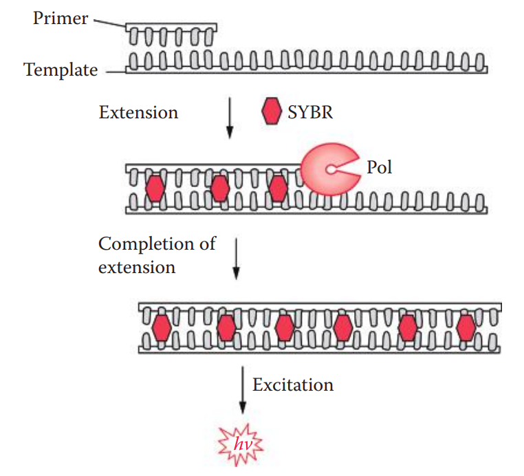 End-point PCR using SYBR Green detection. During the extension phase of PCR, in which DNA synthesis occurs, the dye binds to the double-stranded amplicons.