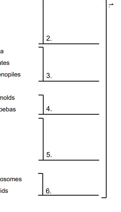<p>1 (what is this phylogenetic tree grouping) </p>