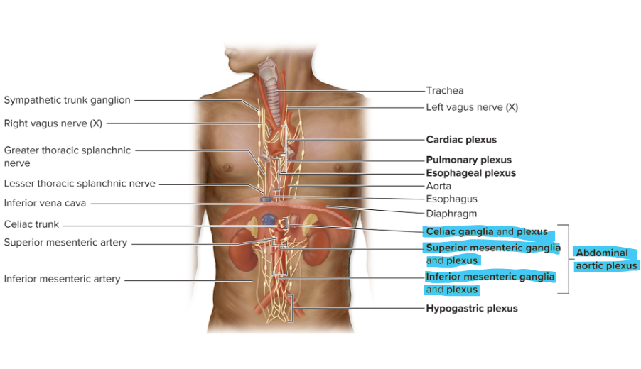 <ul><li><p>consists of <strong>celiac (solar) plexus, superior mesenteric plexus, and inferior mesenteric plexus</strong></p><ul><li><p><strong>sympathetic post </strong>axons from prevertebral ganglia</p></li><li><p><strong>parasympathetic pre </strong>axons from vagus nerve or pelvic splanchnic nerves</p></li></ul></li><li><p>innervates<strong> all abdominal and some pelvic organs</strong> </p></li></ul><p></p>