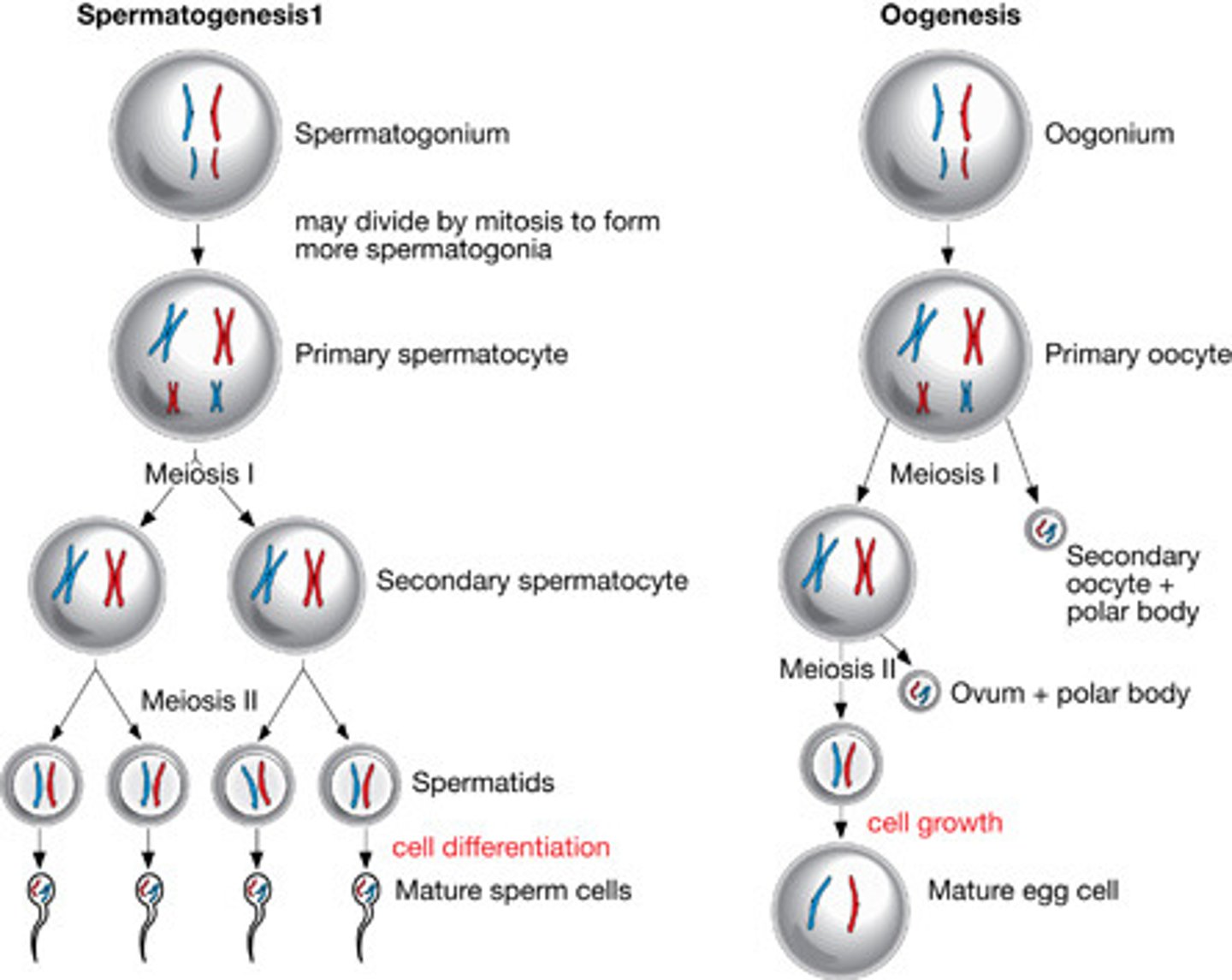 <p>This is what results after the first meiosis division of Primary Spermatocytes and it is haploid</p>