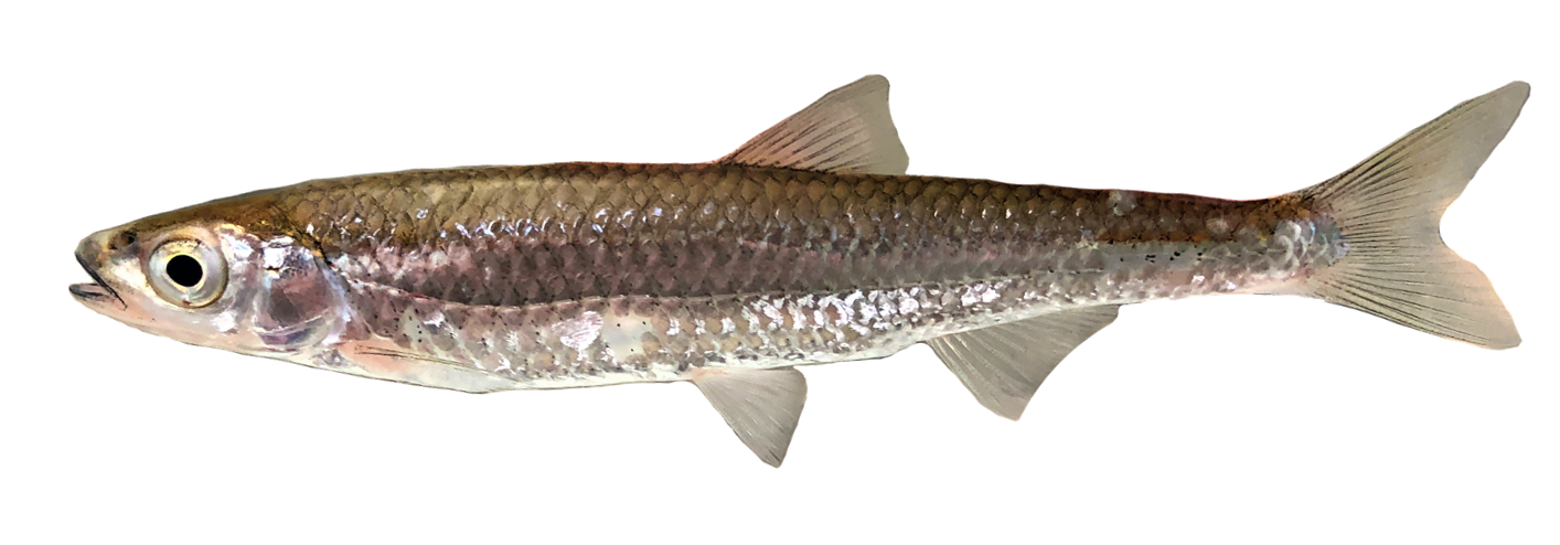 <p><span>-Dark Crescent shape between nostrils</span></p><p style="text-align: left;"><span>-Long slender body</span></p><p style="text-align: left;"><span>-Dorsal nearly even w/ Pelvic fins</span></p>