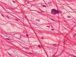 <p>Tissue that fills spaces, supports, and stores energy.</p>