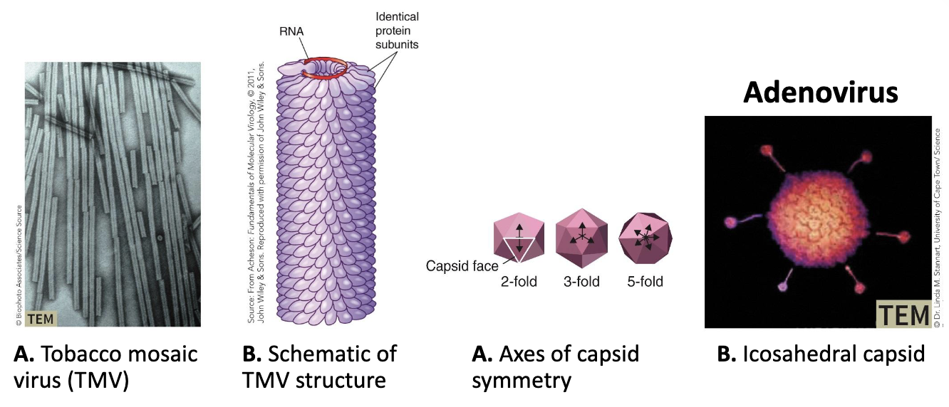 <p>Structure of viruses: Symmetry</p><ul><li><p>Capsids often exhibit either <strong><em>helical</em></strong> or <strong><em>icosahedral</em></strong> shapes.</p></li></ul><p></p>