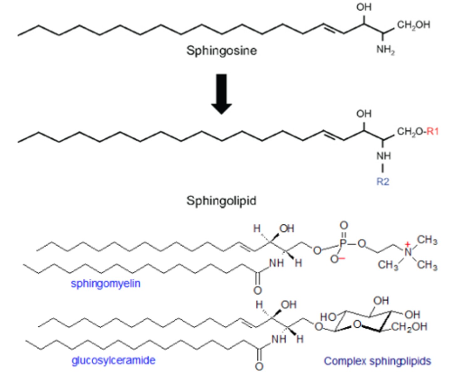 <p>Sphingosine backbone replaces glycerol and one fatty acid</p><p>Sphingosine + fatty acid = ceramide (amide, not ester)</p><p>Sphingosine + fatty acid + phosphocholine = sphingomyelin</p>
