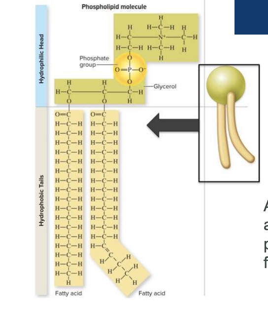 <p>Head= Hydrophilic</p><p>Tails= Hydrophobic</p>