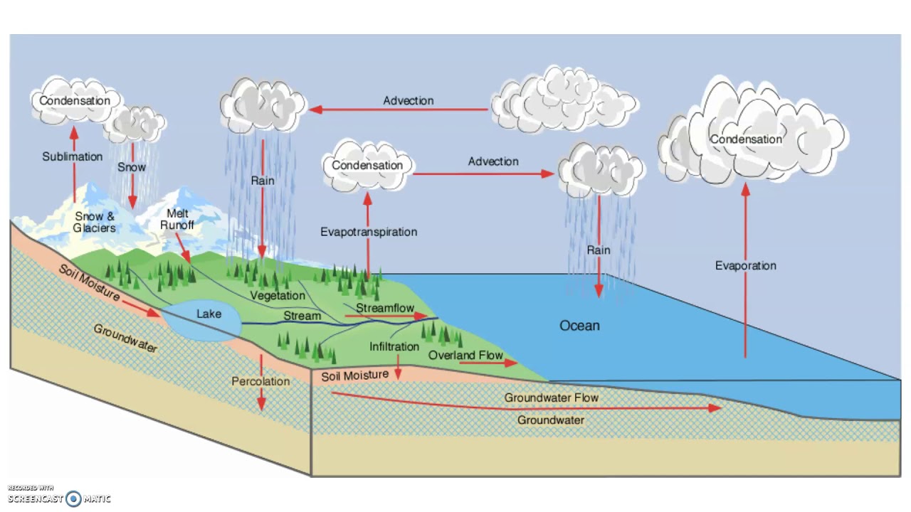 <p>The movement of water through the biosphere</p><ul><li><p>Transpiration- The process where plants release water from their leaves into the atmosphere.</p></li><li><p>Evapotranspiration- The combined amount of evaporation and transpiration.</p></li><li><p>Runoff- When water moves across the land surface into streams and rivers, eventually reaching the ocean.</p></li></ul><p></p>