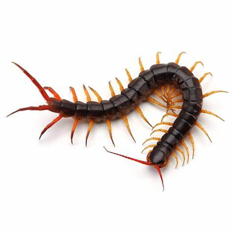 <p>One pair legs/body segment</p><p>Centipede</p>