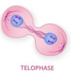 <p>Chromosomes revert to chromatin, Nucleus reforms, 2 identical daughter cells replace the old cell</p>