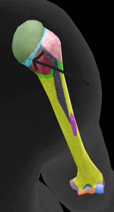 term image