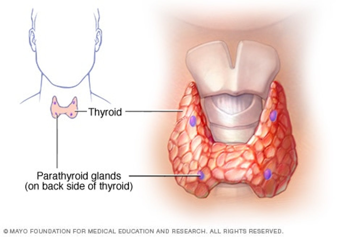 <p>A hydrophilic hormone which binds to a receptor on the cell surface membrane and brings about a transcriptional change via second messengers</p>