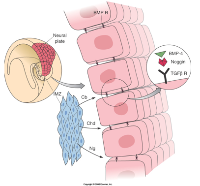 <p>BMPs (e.g., BMP4) are normally expressed in the ectoderm and promote epidermal fate while inhibiting neural fate.</p><p>BMP antagonists (Noggin, Chordin, Cerberus), secreted by the Spemann-Mangold Organizer, act on ectoderm to suppress epidermal fate and induce neural fate in the neural plate. They do this by binding to BMP ligands/receptors, preventing BMP signalling in the overlying dorsal ectoderm.</p><p>This inhibition of BMP signalling allows the ectoderm to adopt its default neural fate, forming the neural plate.</p><p>Specifically for Chordin and Noggin they both bind directly to BMPs in the extracellular space, preventing BMPs from binding to their receptors - this inhibits BMP signalling. They are two of the BMP antagonists involved in trunk/spinal chord development, their specific balance and localisation contribute to the fine-tuning of the A-P axis.</p>