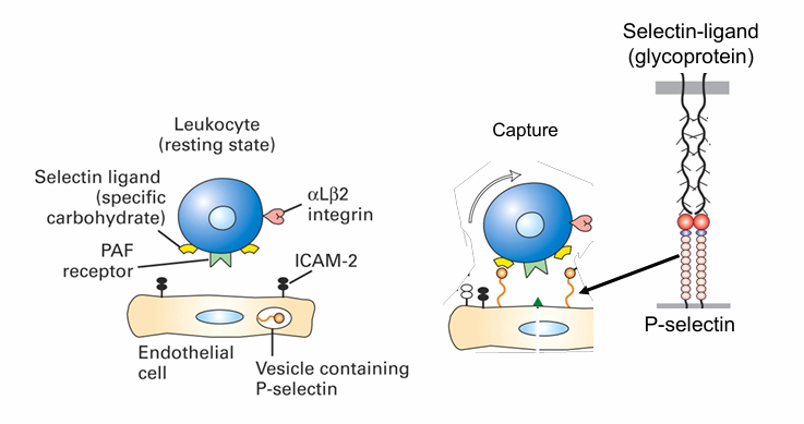 <ul><li><p>Cytokines (e.g., TNF-α) are released at the infection site</p></li><li><p>They signal endothelial cells of blood vessels.</p></li><li><p>This signal (received at the basal surface) triggers endothelial cells to move P-selectins from secretory vesicles to their apical surface.</p></li><li><p>P-selectins on the endothelial surface then bind to selectin-specific glycoprotein ligands on neutrophils</p></li><li><p>This captures them from the bloodstream and initiates the immune response.</p></li></ul><p></p>