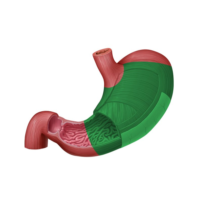 <p>the main, central part of the stomach.</p>