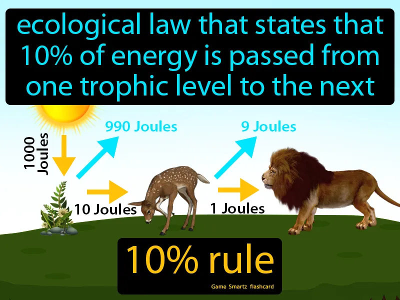 <p>a principle stating that about 10% of energy is transferred to the next trophic level in a food chain (about 90% is lost to heat and metabolism during energy transfer each time)</p>
