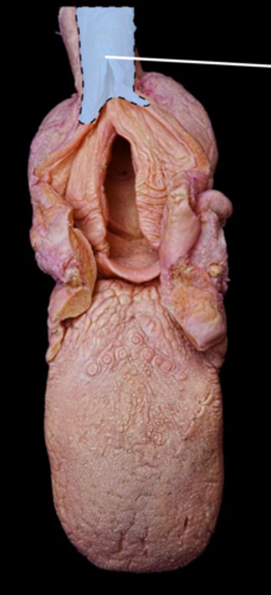 knowt flashcard image