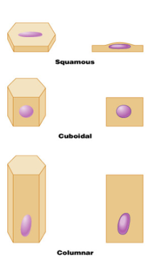 <p>Squamous, cuboidal, or columnar </p>